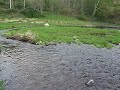 Herring Run in Middleborough