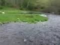 Herring Run in Middleborough