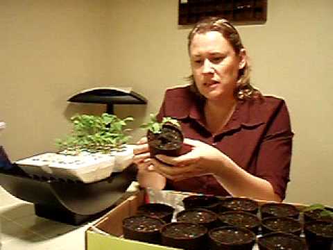 how to transplant aerogarden plants