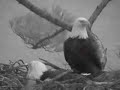 Successful Bald Eagle Mating?