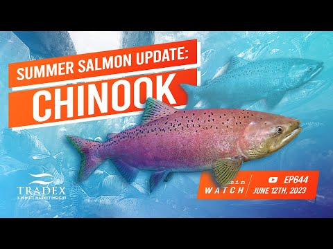 3MMI - 2023 Summer Salmon Update: Chinook Salmon (aka King Salmon, aka Spring Salmon)