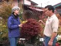 Japanese Maples