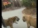 Tiger vs Lion.