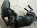 preto vs negra 2 preto vs negra 2