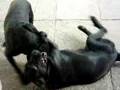preto vs negra 2 