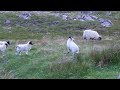 Dancing Lamb