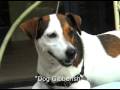 Amazing Talking Dog
