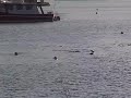 More Sealions in Deep Bay BC Canada