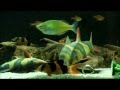 seven clown loaches - Dot naps