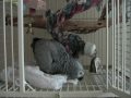 African Grey Precious and her egg MOV00B