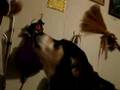Getting Marbles to Bark