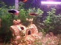 aquario plantado 