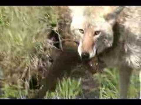coyote