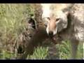 Fishing Coyote