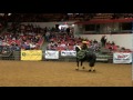 2011 Midwest Horse Fair World's Most Beautiful Horse Finalist-Mattias