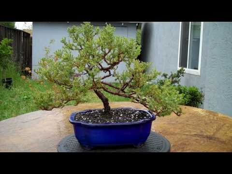 how to care for a juniper bonsai tree