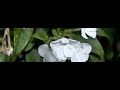 Zweefvlieg op de phlox Zweefvlieg op de phlox