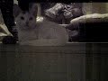 白い子猫