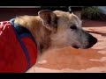 recuerdos de mi perro