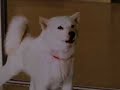 SoftBank Play (???????????????)