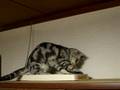 猫・こっちにおいでよ
