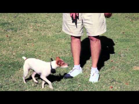 how to train jack russells to hunt