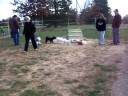 daisy at the park.MOV daisy at the park.MOV