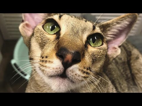 Smart Oriental Shorthair Cat Thomas
