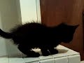 kitteh on bathtub edge.asf