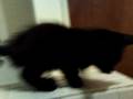 kitteh on bathtub edge.asf
