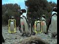 Smart camera identifies penguins