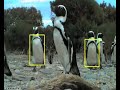 Smart camera identifies penguins