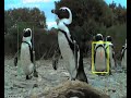 Smart camera identifies penguins
