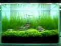 Planted nano - 10 litre