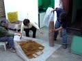 oyster mushrooms 1