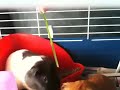 Teasing guinea pigs