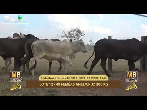 511� LEIL�O VIRTUAL MB LEIL�ES