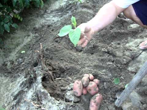 how to store potatoes after harvest
