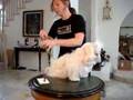 pet clothing