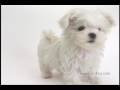 かわいい犬 ホワイトヨークシャーテリア編