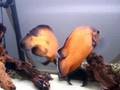 Live food Feeding