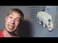 Как деактивировать кота =^_^= | Просмотры: 2,034,054