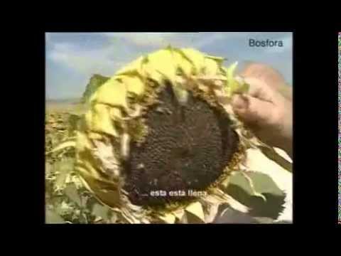 BOSFORA - Bosfora, semilllas de girasol. La diosa de la fertilidad. Nuestra mayor innovacion en semillas de girasol. Más precocidad. Más producción. Resistente a la Ra...
