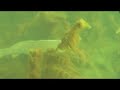 Spearfishing Carp Lake Mono