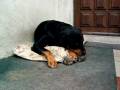 videos de Rudolf performing doggy style