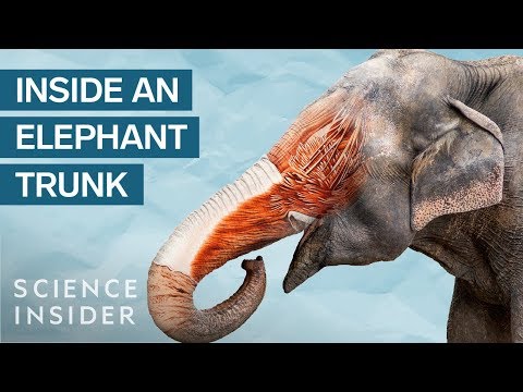 What's Inside An Elephant Trunk?