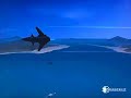 UPF Dropship UPF Dropship
