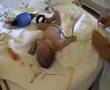 Zuzanka's Childbirth