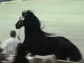 KFPS Friesian Stallion Lolke 371 KFPS Friesian Stallion Lolke 371