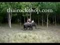 videos de ELEPHANT WALK